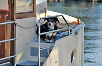 Ein Hund sitzt gemütlich im Schatten auf einem Hausboot